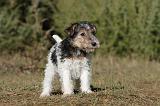 FOX TERRIER 422